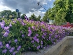 Blumen (mit Auto-HDR)