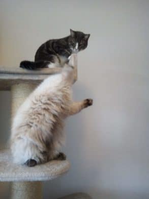 Beispielbild Gigaset GS190