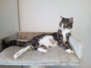 Beispielbild Gigaset GS190