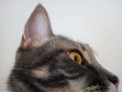 Beispielbild Gigaset GS190