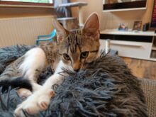 OnePlus Nord 2 5G Hauptkamera Testbild