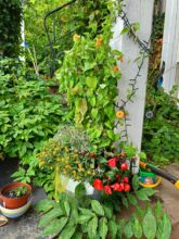 OnePlus Nord 2 5G Hauptkamera Testbild