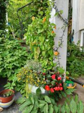 OnePlus Nord 2 5G Hauptkamera Testbild