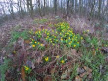 Akaso Brave 8 Blumen