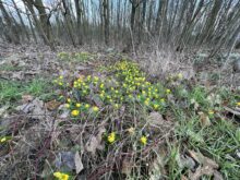 iPhone 13 Pro Blumen