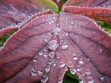 Google Pixel 7 Pro Makro