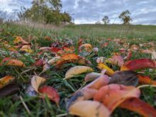 Google Pixel 7 Pro Testaufnahme