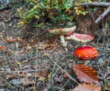 Google Pixel 7 Pro Testaufnahme