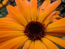 Google Pixel 7 Pro Makro