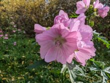 Google Pixel 7 Pro Makro