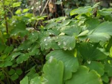 Gigaset GX6 Testaufnahme