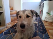 Gigaset GX6 Testaufnahme