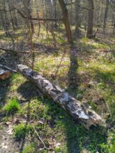 agm g2 Guardian Test