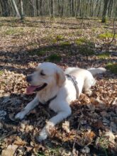 agm g2 Guardian Test