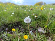 Schnappschuss mit der Hauptkamera des Luna in JPEG-Qualität