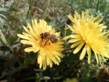 Schnappschuss mit der Makrokamera des Luna in JPEG-Qualität