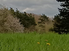 Derselbe Ausschnitt aus der hochskalierten 108MP Version.