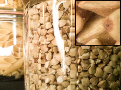 Rohdatenaufnahme mit der 2MP Makrokamera des Luna.