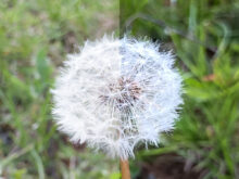 Vergleich (L) Rohdaten- mit (R) JPEG-Aufnahme