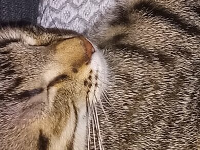 Schlafende getigerte Katze Detailausschnitt