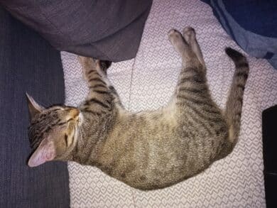 Schlafende getigerte Katze