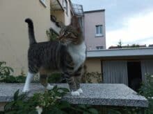 Getigerte Katze auf einer Mauer