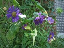 Blumen mit lila Blüten