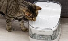 Petgugu Pet Water Fountain PF1 Test