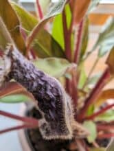 Google Pixel 8 Pro Makro