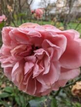 Google Pixel 8 Pro Makro