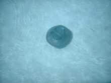 Zur Reinigung fährt der Roboter querbeet durch den Pool.