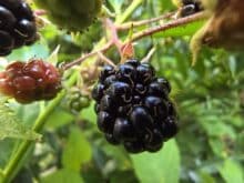 Samsung Galaxy Z Fold7